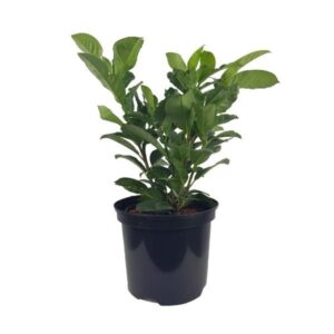 LAUROWIŚNIA WSCHODNIA 'ETNA’