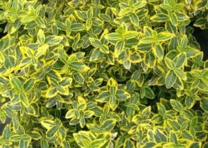 trzmielina emerald gold