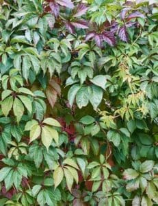 Z610022- winobluszcz