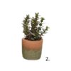 SUKULENT W BETONOWEJ DONICZCE H20CM