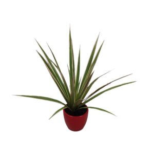 DRACENA OBRZEŻONA 6 /SI/