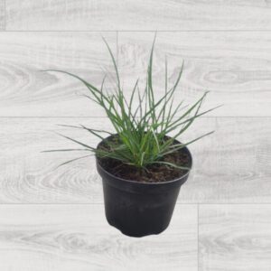 ROZPLENICA JAPOŃSKA HAMELN