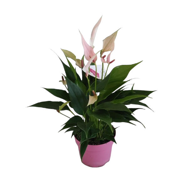 ANTURIUM LILI 7 /SI/