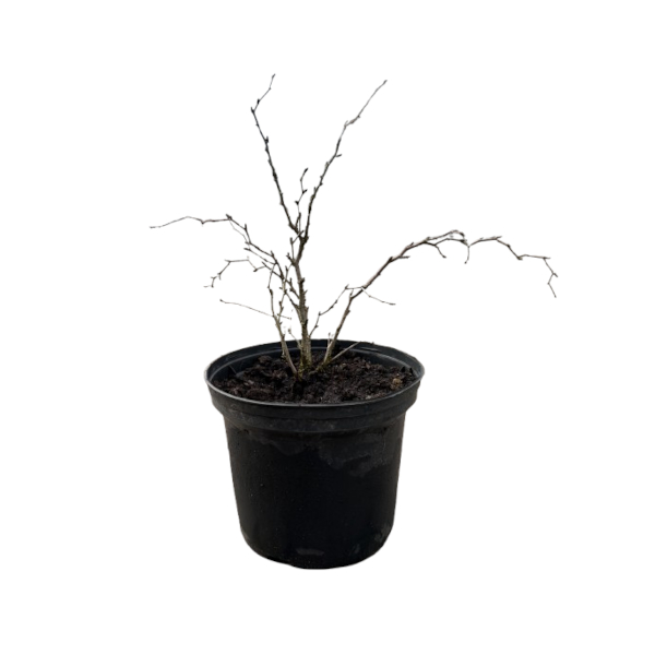 WIŚNIA WCZESNA KOJOU-NO-MAI C2