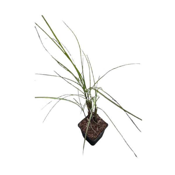 MISKANT CHIŃSKI GRACILLIMUS P9