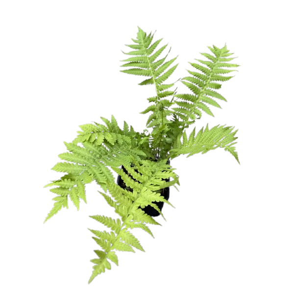 PIÓROPUSZNIK STRUSI P9