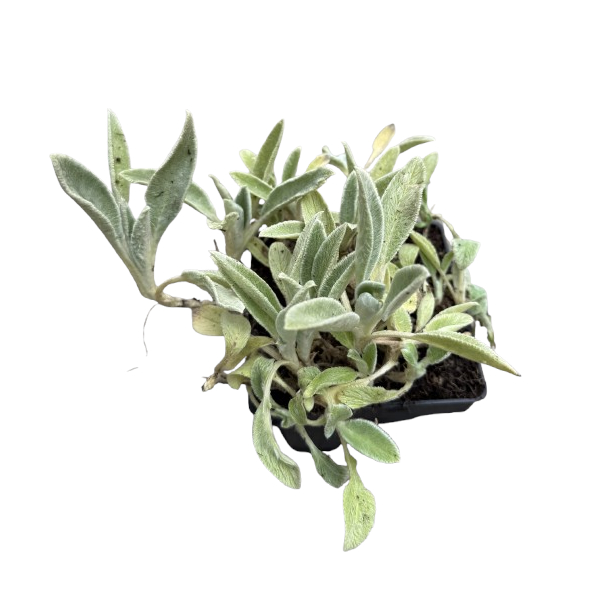 CZYŚCIEC WEŁNISTY P12