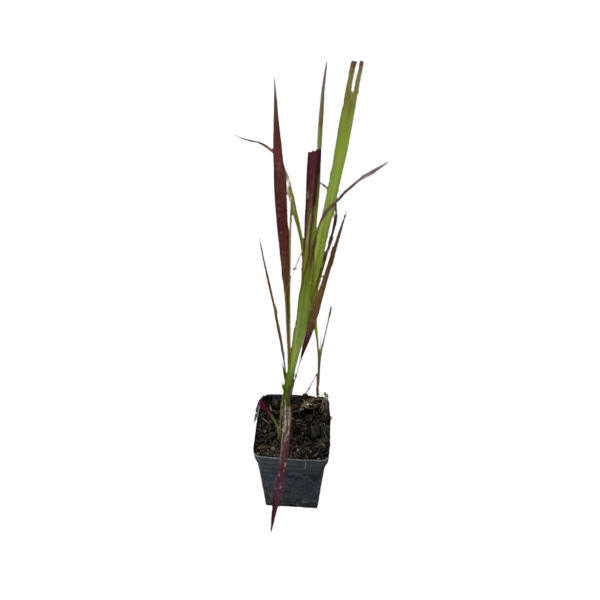 IMPERATA CYLINDRYCZNA RED BARON P7