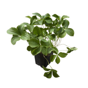 Dereń kanadyjski (Cornus canadensis) P9