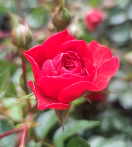 RÓŻA OKRYWOWA 'MERCURY 2000′ P12