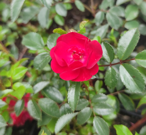 RÓŻA OKRYWOWA RED FAIRY P12