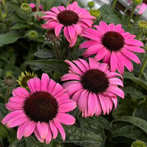 Jeżówka purpurowa RÓŻOWA P13