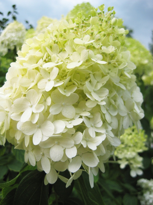 HORTENSJA BUKIETOWA ‘LIMELIGHT’