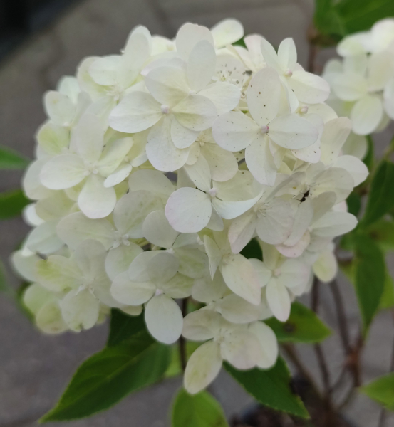 HORTENSJA BUKIETOWA ‘LIMELIGHT’