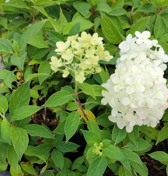 HORTENSJA BUKIETOWA LIMELIGHT P9