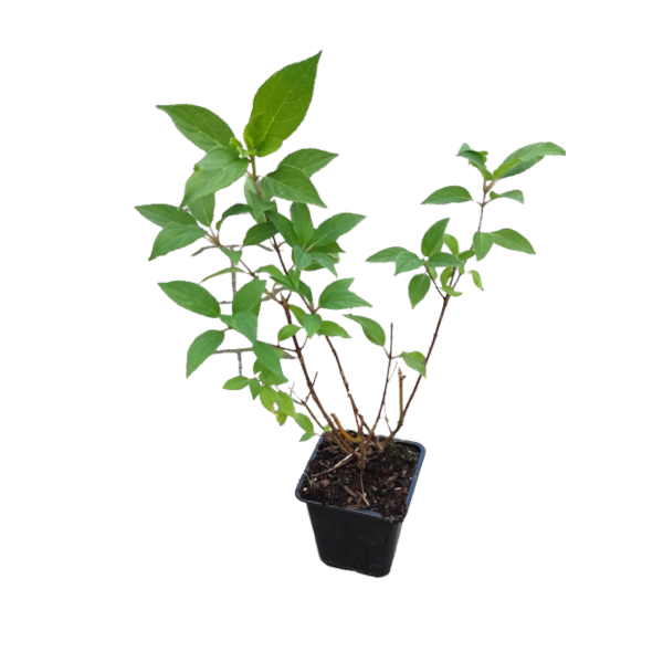 HORTENSJA BUKIETOWA ‘LIMELIGHT’
