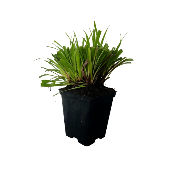 KOSMATKA OWŁOSIONA IGEL P9