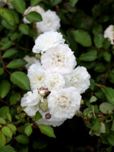 RÓŻA OKRYWOWA ALBA MEIDILAND P12