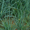 WYDMUCHRZYCA PIASKOWA BLUE DUNE P9