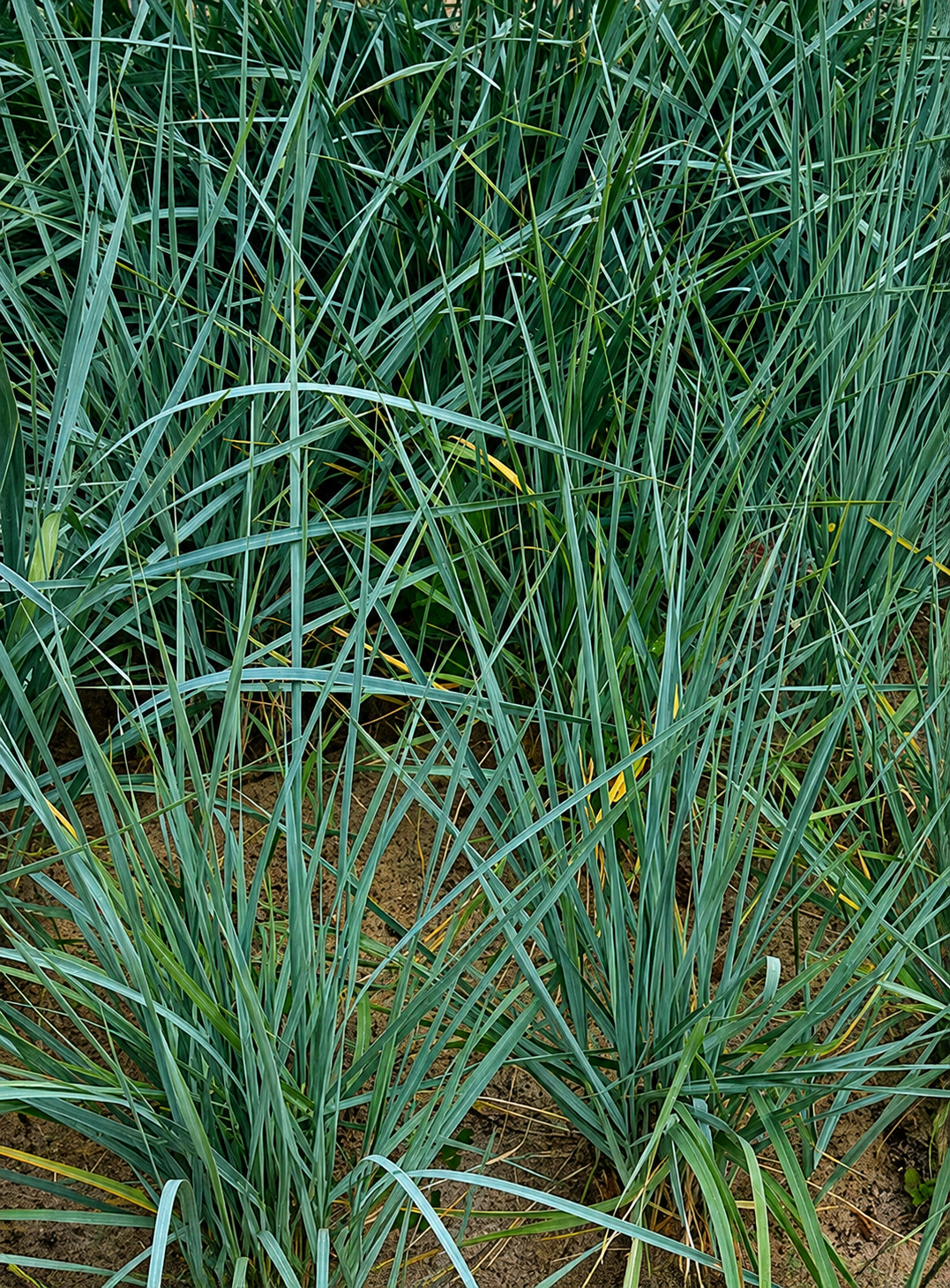 WYDMUCHRZYCA PIASKOWA BLUE DUNE P9