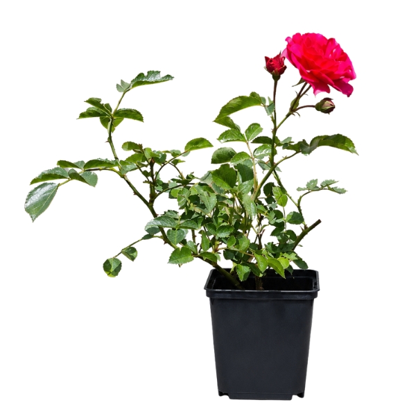 RÓŻA OKRYWOWA HEIDETRAUM RÓŻOWA P12 - obrazek 4