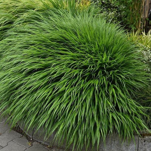 HAKONECHLOA SMUKŁA ‘GREENHILLS’ – SADZONKA W DONICZCE P14