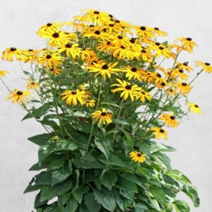 RUDBEKIA BŁYSKOTLIWA GOLDSTURM SADZONKA W DONICZCE P9