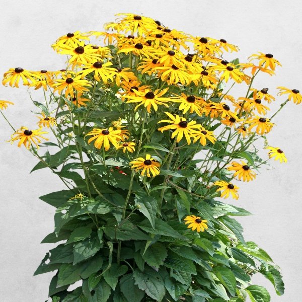 RUDBEKIA BŁYSKOTLIWA GOLDSTURM SADZONKA W DONICZCE P9