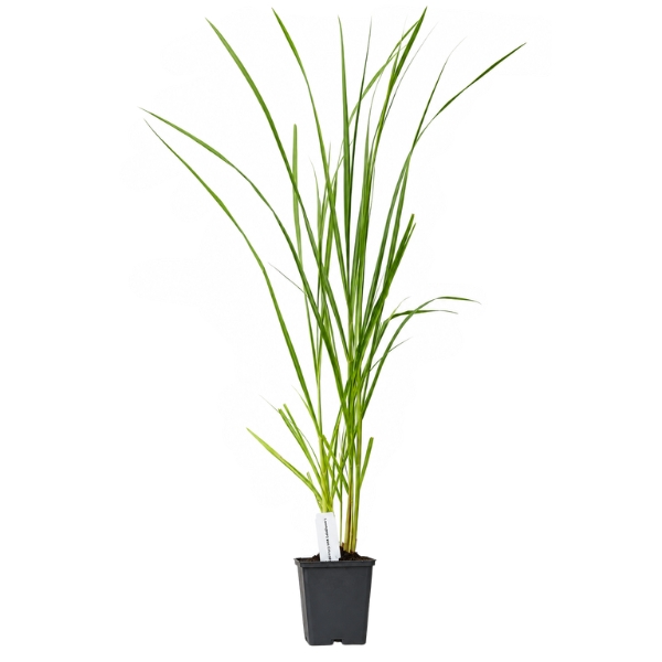 ROZPLENICA JAPOŃSKA BLACK BEAUTY P9 30-50CM TRAWA OZDOBNA SADZONKA