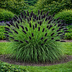 ROZPLENICA JAPOŃSKA BLACK BEAUTY P9 30-50CM TRAWA OZDOBNA SADZONKA