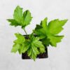 ZAWILEC JAPOŃSKI HONORINE JOBERT SADZONKA W DONICZCE P9