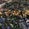DĄBRÓWKA ROZŁOGOWA ATROPURPUREA P9 - obrazek 3