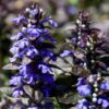 DĄBRÓWKA ROZŁOGOWA ATROPURPUREA P9 - obrazek 2