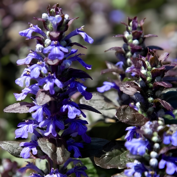 DĄBRÓWKA ROZŁOGOWA ATROPURPUREA P9 - obrazek 2