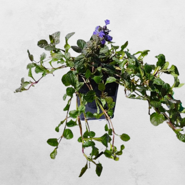 DĄBRÓWKA ROZŁOGOWA ATROPURPUREA P9