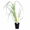TRAWA PAMPASOWA ROSEA P9 CORTADERIA RÓŻOWA TRAWA OZDOBNA DO OGRODU