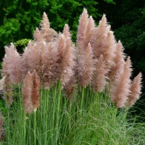 TRAWA PAMPASOWA ROSEA P9 RÓŻOWA CORTADERIA