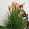TRAWA PAMPASOWA ROSEA P9 RÓŻOWA CORTADERIA - obrazek 2