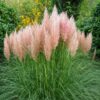 TRAWA PAMPASOWA ROSEA P9 RÓŻOWA CORTADERIA - obrazek 3