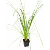 TRAWA PAMPASOWA WHITE FEATHER CORTADERIA - obrazek 2