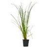 TRAWA PAMPASOWA WHITE FEATHER CORTADERIA - obrazek 3
