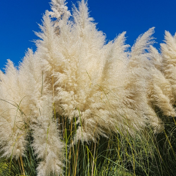 TRAWA PAMPASOWA WHITE FEATHER CORTADERIA - obrazek 4