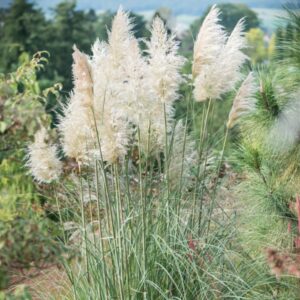 TRAWA PAMPASOWA WHITE FEATHER P9 BIAŁE PIÓROPUSZE CORTADERIA OZDOBNA