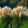TRAWA PAMPASOWA WHITE FEATHER CORTADERIA - obrazek 5