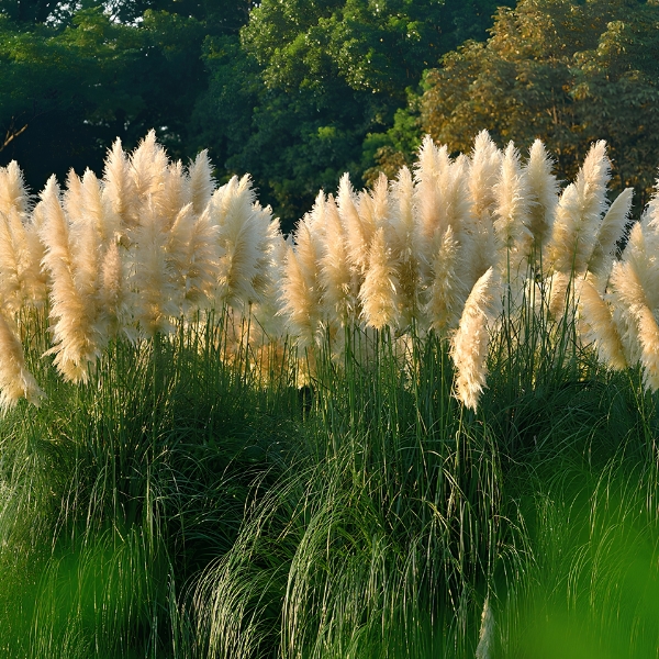 TRAWA PAMPASOWA WHITE FEATHER CORTADERIA - obrazek 5