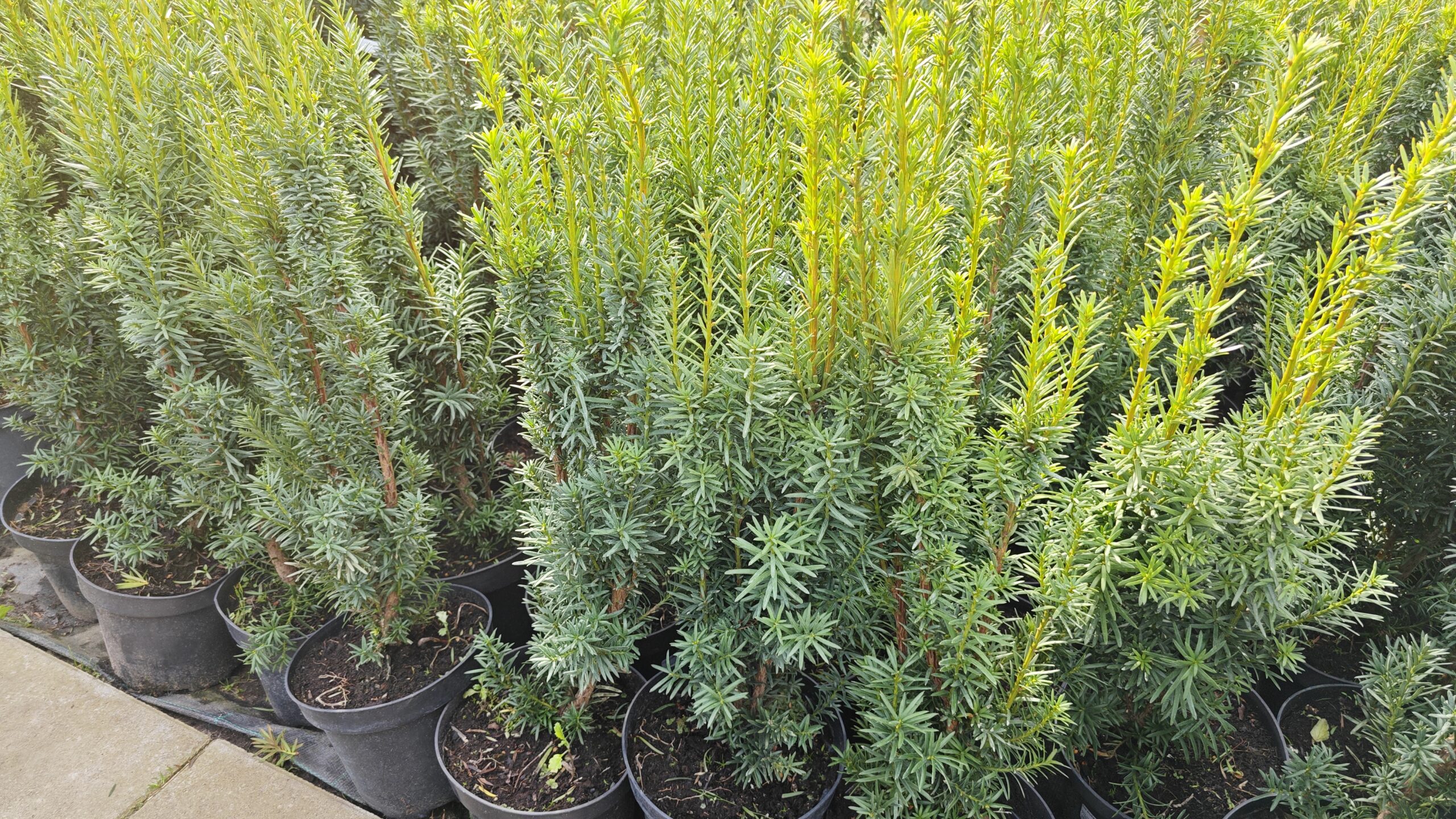 CIS POŚREDNI HICKSII C3 ZIMOZIELONY NA ŻYWOPŁOT SADZONKA 40cm
