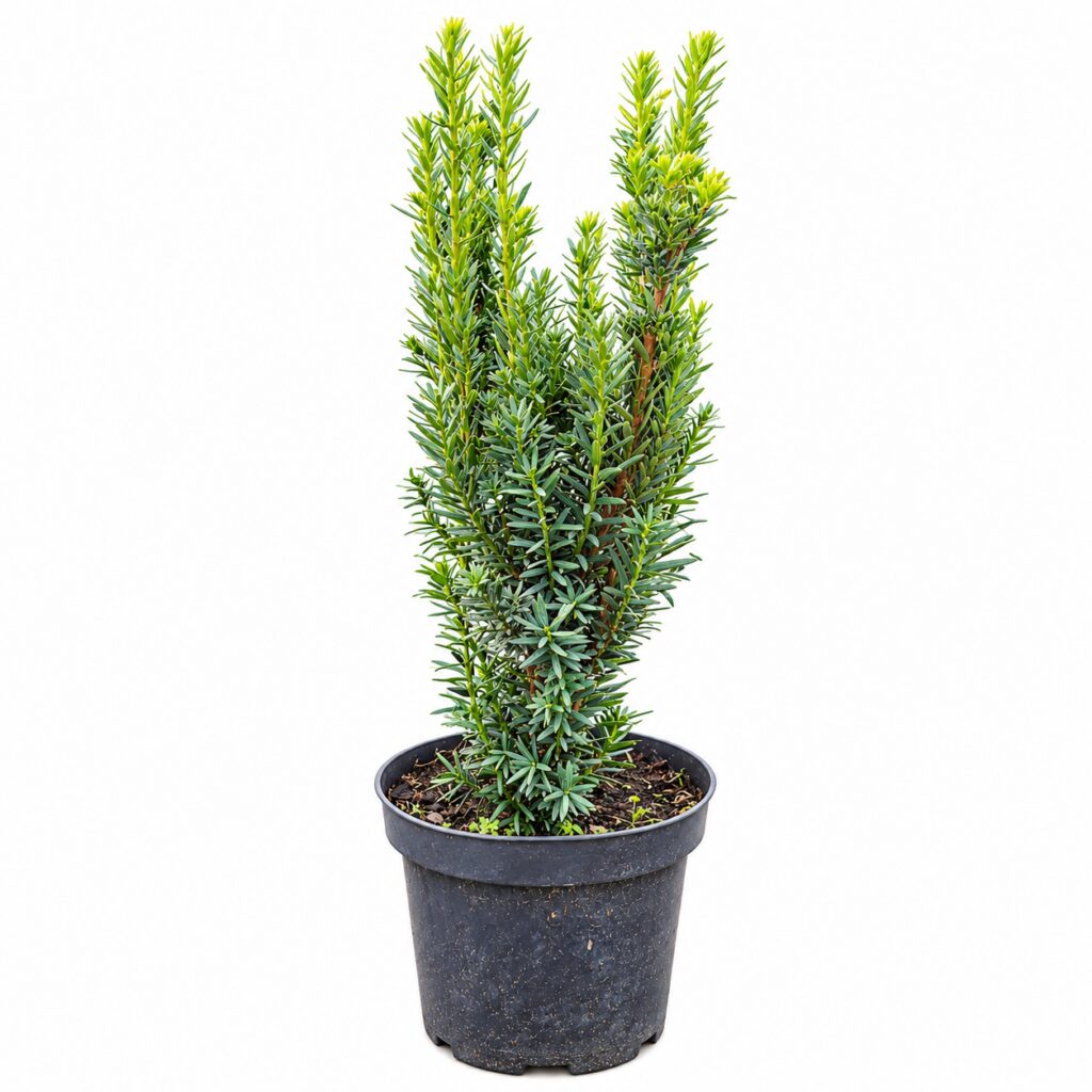 CIS POŚREDNI HILLII C2 ZIMOZIELONY NA ŻYWOPŁOT SADZONKA 30 CM