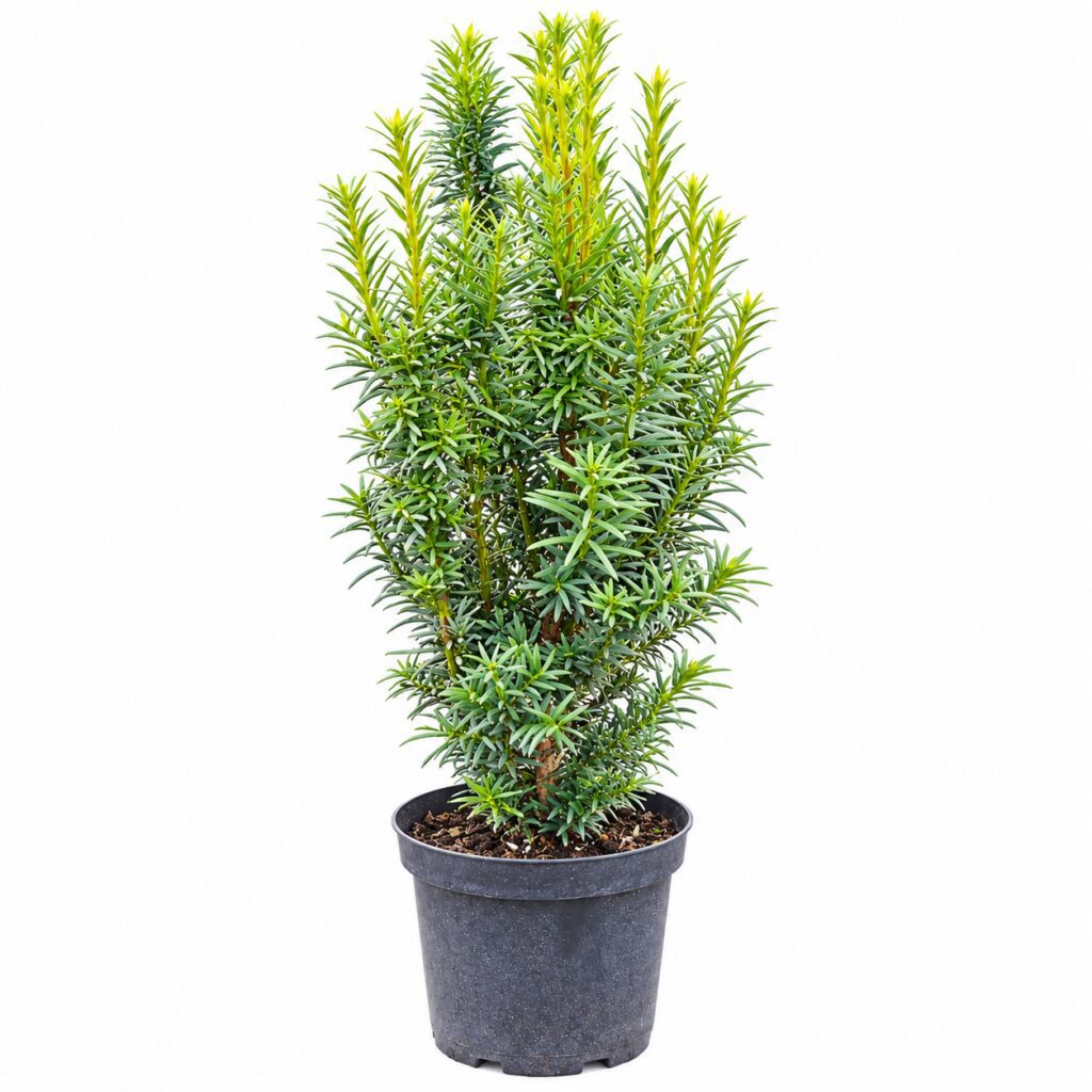 CIS POŚREDNI HICKSII C3 ZIMOZIELONY NA ŻYWOPŁOT SADZONKA 40cm