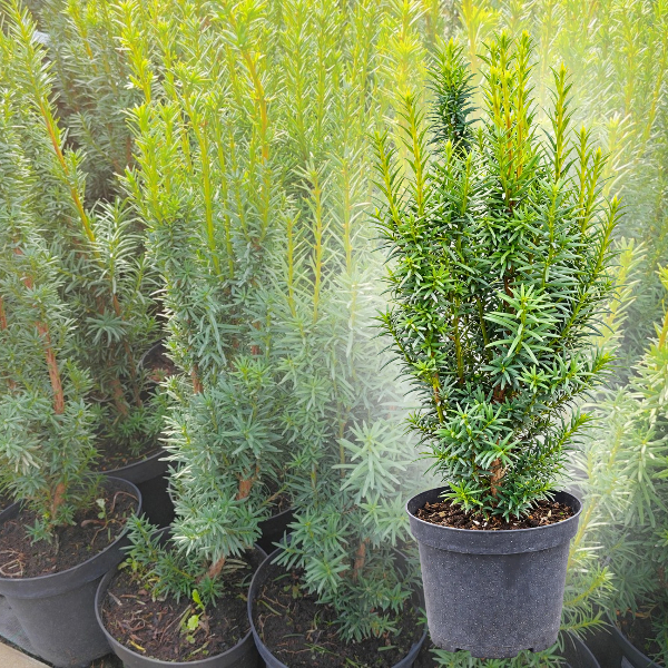 CIS POŚREDNI HICKSII C3 ZIMOZIELONY NA ŻYWOPŁOT SADZONKA 40cm